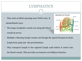 LYMPHATICS
• They start as blind openings near Weil’s zone &
odontoblastic layer
• The larger lymphatic vessels run along the blood
vessels & nerves

• Multiple collecting lymph vessels exit though the apical foramen & drain
lymph from pulp into the periodontium

• They transport lymph to the regional lymph node before it enters into
the blood vessels. This provides an immuno surveillance function.

 