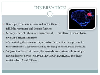 INNERVATION

• Dental pulp contains sensory and motor fibers to
fulfill the vasomotor and defense function

• Sensory afferent fibers are branches of

maxillary & mandibular

division of trigeminal nerve.
• After entering the foramen, they arborize. Larger fibers are present in
the central zone. They divide as they proceed peripherally and coronally.

• Subjacent to the cell rich zone, the nerves branch extensively forming a
parietal layer of nerves- NERVE PLEXUS OF RASHKOW. This layer
contains both A and C fibers.

 