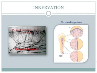 INNERVATION

Nerve ending patterns
Penetration
Dentin

into

Plexus of Rashkow

46

 