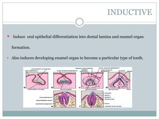 INDUCTIVE


Induce oral epithelial differentiation into dental lamina and enamel organ
formation.

 Also induces developing enamel organ to become a particular type of tooth.

 