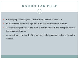 RADICULAR PULP



It is the pulp occupying the pulp canals of the r oot of the tooth.



In the anterior teeth it is single and in the posterior teeth it is multiple



The radicular portions of the pulp is continuous with the periapical tissues
through apical foramen



As age advances the width of the radicular pulp is reduced, and so is the apical
foramen.

 