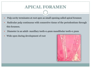 APICAL FORAMEN


Pulp cavity terminates at root apex as small opening called apical foramen



Radicular pulp continuous with connective tissue of the periodontium through
this foramen.



Diameter in an adult- maxillary teeth-0.4mm mandibular teeth-0.3mm

 Wide open during development of root

 