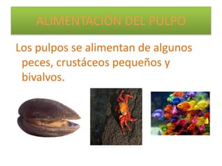 ALIMENTACIÓN DEL PULPO
Los pulpos se alimentan de algunos
peces, crustáceos pequeños y
bivalvos.
 