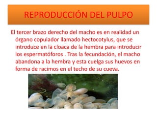 REPRODUCCIÓN DEL PULPO
El tercer brazo derecho del macho es en realidad un
órgano copulador llamado hectocotylus, que se
introduce en la cloaca de la hembra para introducir
los espermatóforos . Tras la fecundación, el macho
abandona a la hembra y esta cuelga sus huevos en
forma de racimos en el techo de su cueva.
 