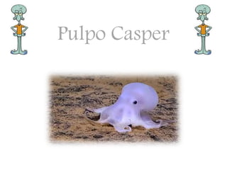 Pulpo Casper
 