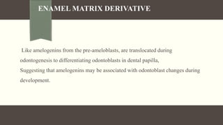 ENAMEL MATRIX DERIVATIVE
Like amelogenins from the pre-ameloblasts, are translocated during
odontogenesis to differentiating odontoblasts in dental papilla,
Suggesting that amelogenins may be associated with odontoblast changes during
development.
 