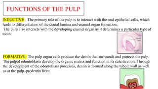 pulp and its fucntion for healthy teeth. | PPTX