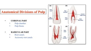 pulp and its fucntion for healthy teeth. | PPTX