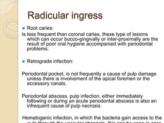 Radicular ingress
⚫ Root caries:
Is less frequent than coronal caries, these type of lesions
which can occur bucco-gingiva...