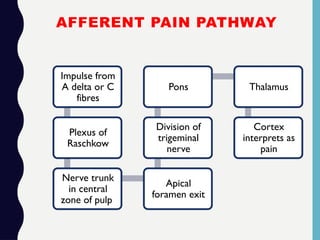 AFFERENT PAIN PATHWAY
Impulse from
A delta or C
fibres
Plexus of
Raschkow
Nerve trunk
in central
zone of pulp
Apical
foramen exit
Division of
trigeminal
nerve
Pons Thalamus
Cortex
interprets as
pain
 
