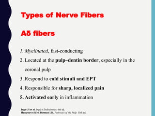 1. Myelinated, fast-conducting
2. Located at the pulp–dentin border, especially in the
coronal pulp
3. Respond to cold stimuli and EPT
4. Responsible for sharp, localized pain
5. Activated early in inflammation
Ingle JI et al. Ingle’s Endodontics. 6th ed.
Hargreaves KM, Berman LH. Pathways of the Pulp. 11th ed.
Types of Nerve Fibers
Aδ fibers
 