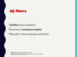 •Aβ fibers (less common)
•Involved in mechanoreception
•May play a role in pressure sensitivity
Aβ fibers
Ingle JI et al. Ingle’s Endodontics. 6th ed.
Hargreaves KM, Berman LH. Pathways of the Pulp. 11th ed.
 
