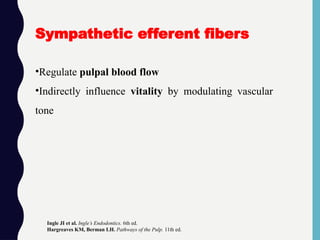 •Regulate pulpal blood flow
•Indirectly influence vitality by modulating vascular
tone
Sympathetic efferent fibers
Ingle JI et al. Ingle’s Endodontics. 6th ed.
Hargreaves KM, Berman LH. Pathways of the Pulp. 11th ed.
 
