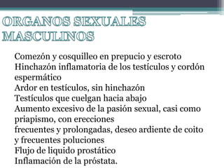 ORGANOS SEXUALES MASCULINOSComezón y cosquilleo en prepucio y escrotoHinchazón inflamatoria de los testículos y cordón espermáticoArdor en testículos, sin hinchazónTestículos que cuelgan hacia abajoAumento excesivo de la pasión sexual, casi como priapismo, con ereccionesfrecuentes y prolongadas, deseo ardiente de coito y frecuentes polucionesFlujo de liquido prostáticoInflamación de la próstata.
