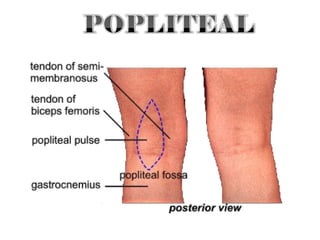 Pulse | PPT
