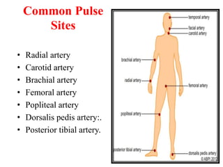Common Pulse
Sites
• Radial artery
• Carotid artery
• Brachial artery
• Femoral artery
• Popliteal artery
• Dorsalis pedis artery:.
• Posterior tibial artery.
 