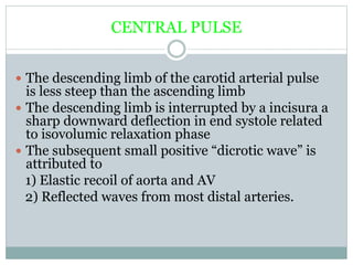 CENTRAL PULSE
 The descending limb of the carotid arterial pulse
is less steep than the ascending limb
 The descending limb is interrupted by a incisura a
sharp downward deflection in end systole related
to isovolumic relaxation phase
 The subsequent small positive “dicrotic wave” is
attributed to
1) Elastic recoil of aorta and AV
2) Reflected waves from most distal arteries.
 