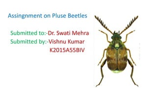 Assingnment on Pluse Beetles
Submitted to:-Dr. Swati Mehra
Submitted by:-Vishnu Kumar
K2015A55BIV
 
