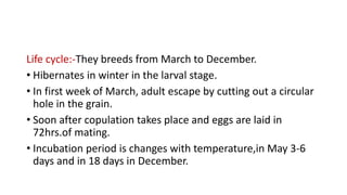 Life cycle:-They breeds from March to December.
• Hibernates in winter in the larval stage.
• In first week of March, adult escape by cutting out a circular
hole in the grain.
• Soon after copulation takes place and eggs are laid in
72hrs.of mating.
• Incubation period is changes with temperature,in May 3-6
days and in 18 days in December.
 