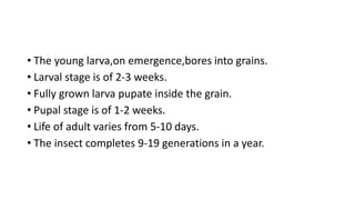 • The young larva,on emergence,bores into grains.
• Larval stage is of 2-3 weeks.
• Fully grown larva pupate inside the grain.
• Pupal stage is of 1-2 weeks.
• Life of adult varies from 5-10 days.
• The insect completes 9-19 generations in a year.
 