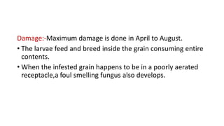 Damage:-Maximum damage is done in April to August.
• The larvae feed and breed inside the grain consuming entire
contents.
• When the infested grain happens to be in a poorly aerated
receptacle,a foul smelling fungus also develops.
 