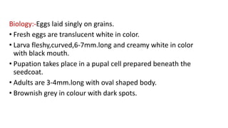 Biology:-Eggs laid singly on grains.
• Fresh eggs are translucent white in color.
• Larva fleshy,curved,6-7mm.long and creamy white in color
with black mouth.
• Pupation takes place in a pupal cell prepared beneath the
seedcoat.
• Adults are 3-4mm.long with oval shaped body.
• Brownish grey in colour with dark spots.
 