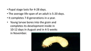 • Pupal stage lasts for 4-28 days.
• The average life-span of an adult is 5-20 days.
• It completes 7-8 generations in a year.
• Young larvae bores into the grain and
completes its development inside in
10-12 days in August and in 4-5 weeks
in November.
 