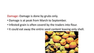 Damage:-Damage is done by grubs only.
• Damage is at peak from March to September.
• Infested grain is often coverd by the traders into flour.
• It could eat away the entire seed content leaving only shell.
 