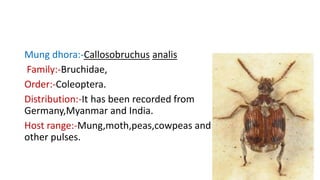 Mung dhora:-Callosobruchus analis
Family:-Bruchidae,
Order:-Coleoptera.
Distribution:-It has been recorded from
Germany,Myanmar and India.
Host range:-Mung,moth,peas,cowpeas and
other pulses.
 