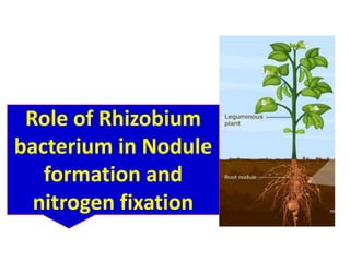 Pulse crops, Chickpeas, Mungbean, Mashbean..ppt