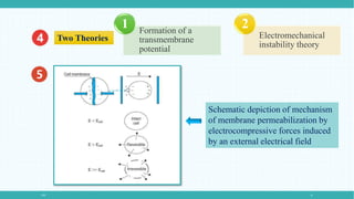 Two Theories
Formation of a
transmembrane
potential
1
Electromechanical
instability theory
2
Schematic depiction of mechanism
of membrane permeabilization by
electrocompressive forces induced
by an external electrical field
PEF 6
 