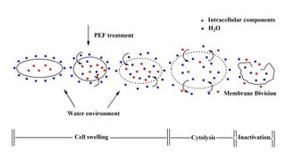 Pef Process Pulsed Electric Fields for Food Processing Technology-ppt.pptx