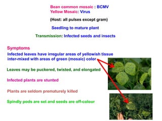 Sugarcane diseases | PPT