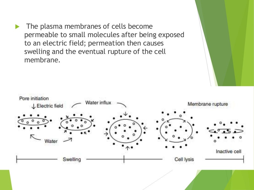 Pulse Electric Field PEF