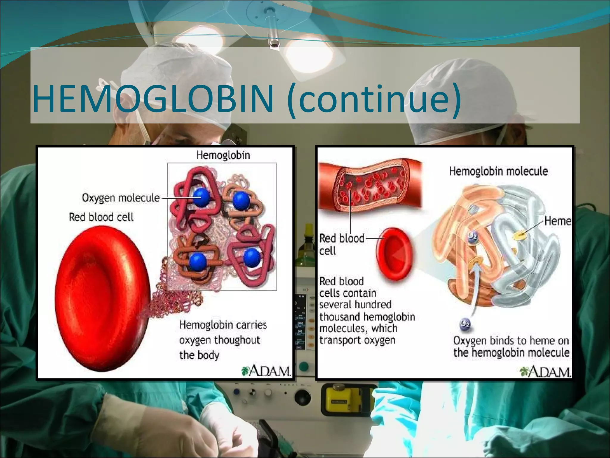 HEMOGLOBIN (continue) 