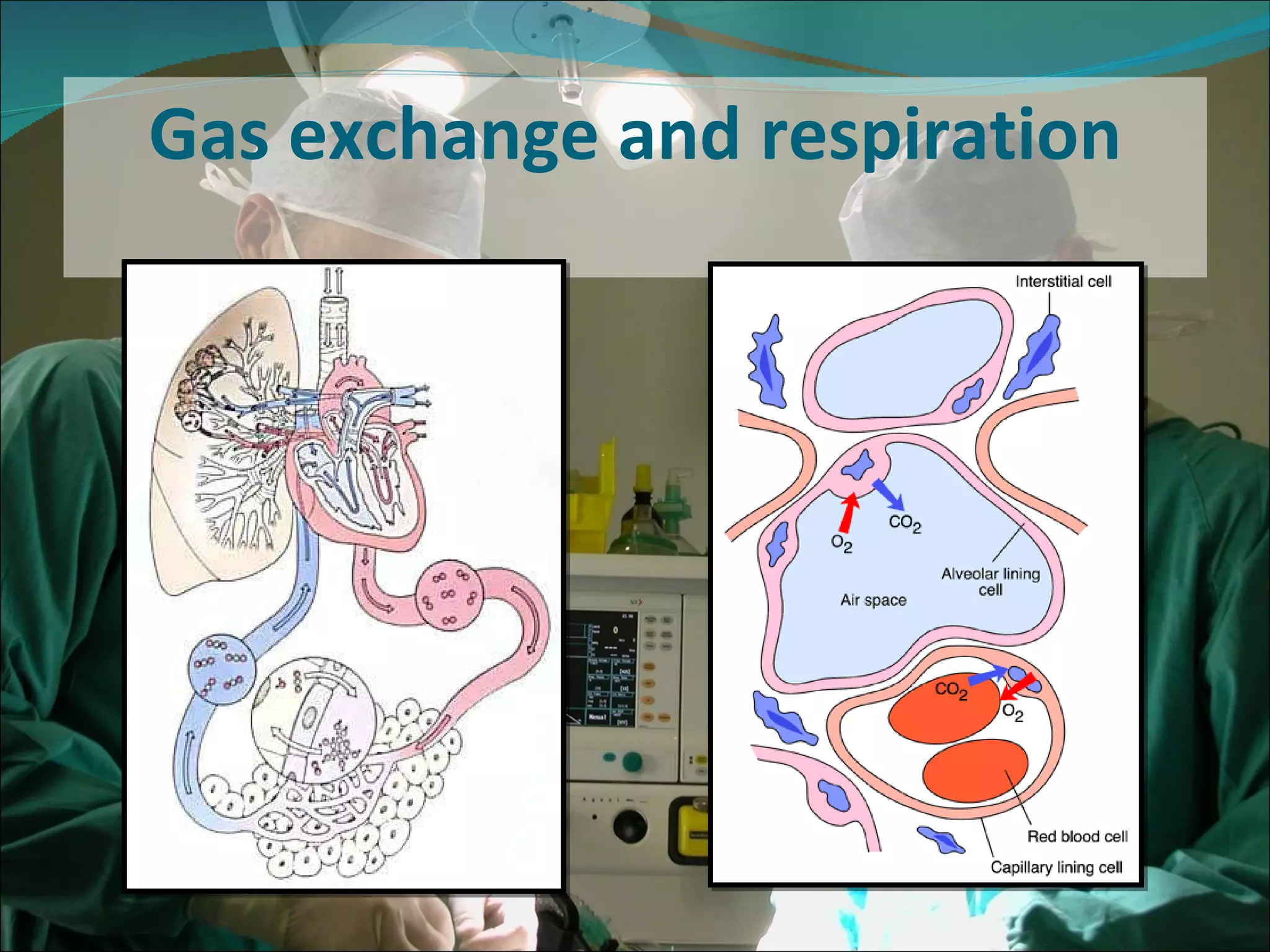 Gas exchange and respiration 