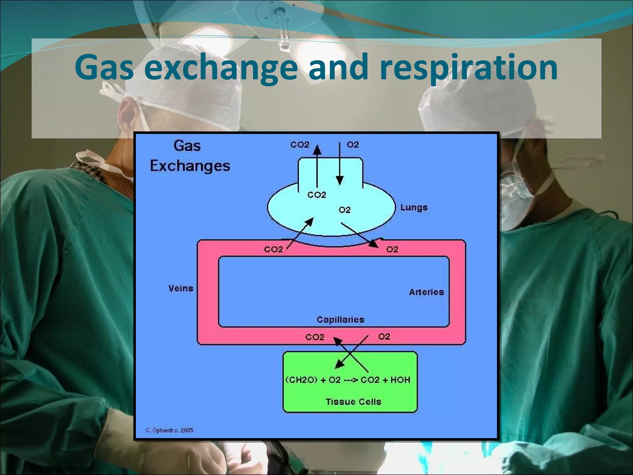 Gas exchange and respiration 