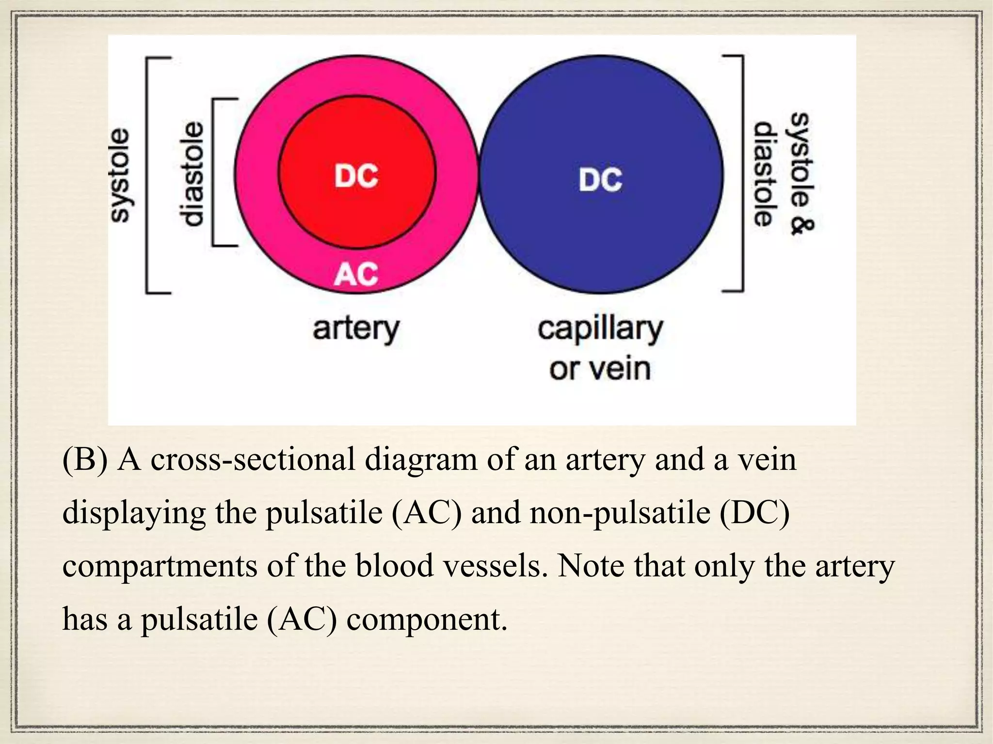 (B) A cross-sectional diagram of an artery and a vein
displaying the pulsatile (AC) and non-pulsatile (DC)
compartments of the blood vessels. Note that only the artery
has a pulsatile (AC) component.
 
