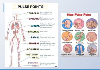 Comprehensive Overview of Pulse Points: Locations, Physiology, and ...