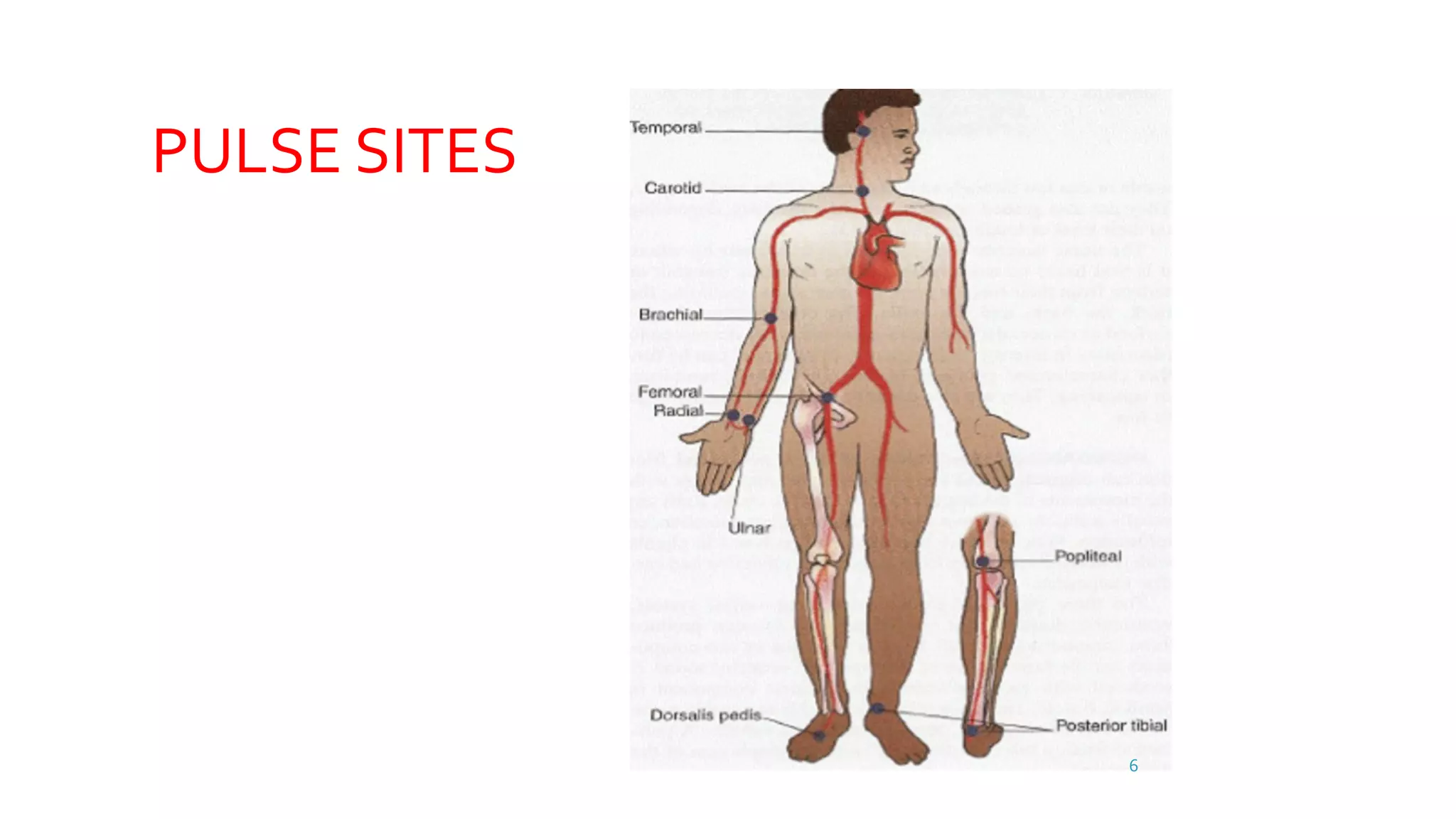 Pulse rate measurement | PDF