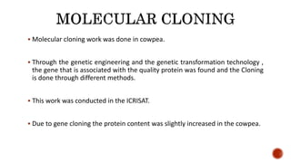  Molecular cloning work was done in cowpea.
 Through the genetic engineering and the genetic transformation technology ,
the gene that is associated with the quality protein was found and the Cloning
is done through different methods.
 This work was conducted in the ICRISAT.
 Due to gene cloning the protein content was slightly increased in the cowpea.
 