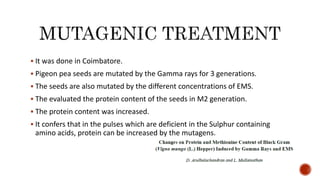  It was done in Coimbatore.
 Pigeon pea seeds are mutated by the Gamma rays for 3 generations.
 The seeds are also mutated by the different concentrations of EMS.
 The evaluated the protein content of the seeds in M2 generation.
 The protein content was increased.
 It confers that in the pulses which are deficient in the Sulphur containing
amino acids, protein can be increased by the mutagens.
 