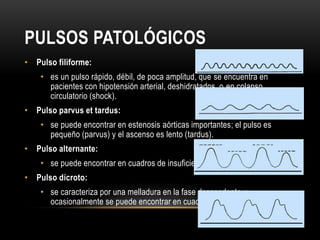 Pulso | PPTX