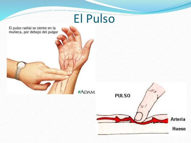 Pulso
