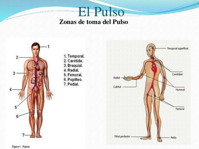 Pulso