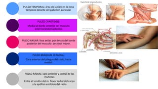 PULSO TEMPORAL: área de la sien en la zona
temporal delante del pabellón auricular.
PULSO CAROTIDEO:
Medial al borde anterior del musculo
esternocleidomastoideo
PULSO AXILAR: fosa axilar, por detrás del borde
posterior del musculo pectoral mayor.
PULSO BRAQUIAL O RADIAL:
Cara anterior del pliegue del codo, hacia
medial.
PULSO RADIAL: cara anterior y lateral de las
muñecas
Entre el tendón del m. flexor radial del carpo
y la apófisis estiloide del radio
 