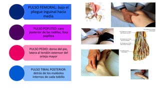 PULSO FEMORAL: bajo el
pliegue inguinal hacia
media
PULSO POPLITEO: cara
posterior de las rodillas, fosa
poplítea
PULSO PEDIO: dorso del pie,
latera al tendón extensor del
ortejo mayor
PULSO TIBIAL POSTERIOR:
detrás de los maléolos
internos de cada tobillo
 