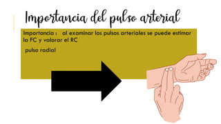 Importancia : al examinar los pulsos arteriales se puede estimar
la FC y valorar el RC
pulso radial
 
