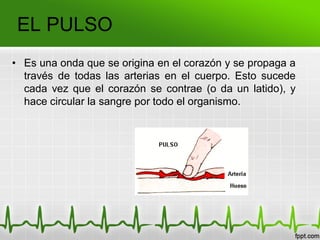EL PULSO
• Es una onda que se origina en el corazón y se propaga a
través de todas las arterias en el cuerpo. Esto sucede
cada vez que el corazón se contrae (o da un latido), y
hace circular la sangre por todo el organismo.
 