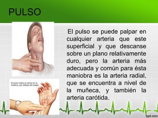 PULSO
El pulso se puede palpar en
cualquier arteria que este
superficial y que descanse
sobre un plano relativamente
duro, pero la arteria más
adecuada y común para ésta
maniobra es la arteria radial,
que se encuentra a nivel de
la muñeca, y también la
arteria carótida.
 